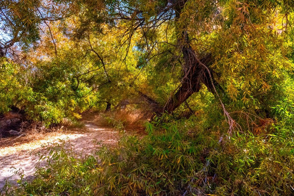 Goodding's willow (Salix gooddingii) at Willow Hole