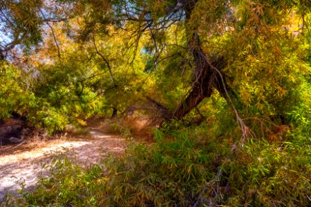 Goodding's willow (Salix gooddingii) at Willow Hole photo