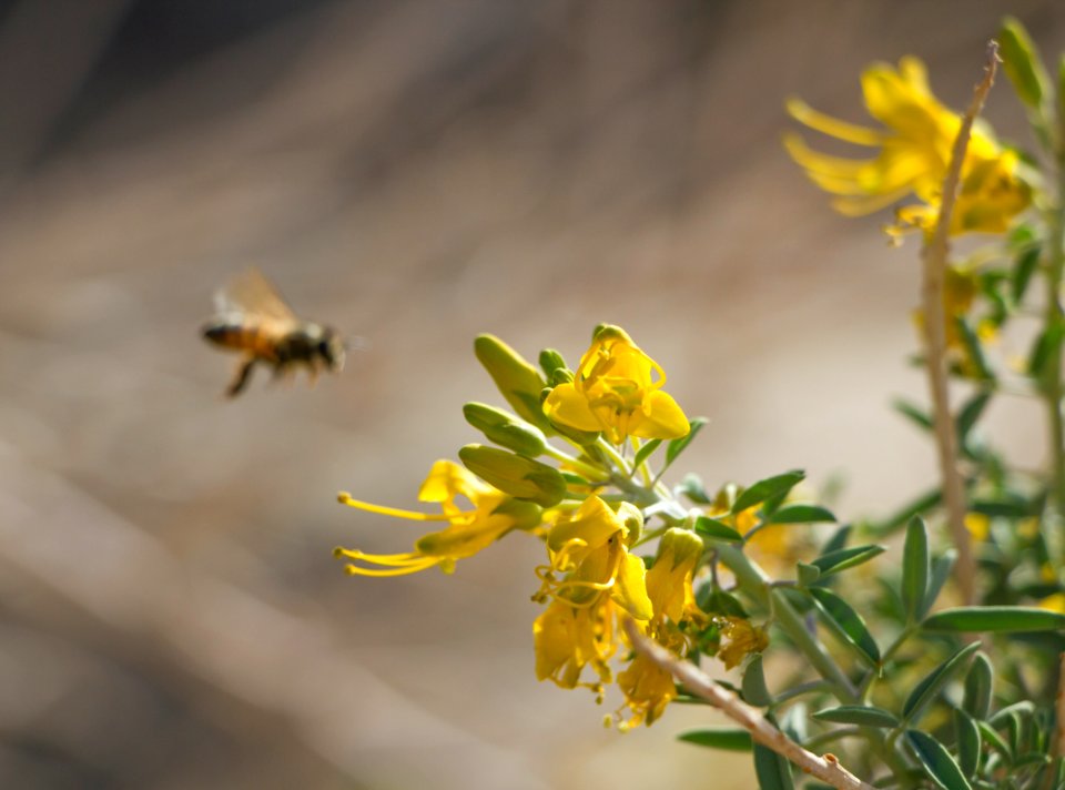 Bladderpod (Peritoma arborea) with honeybee at Rattlesnake Canyon; February, 2015