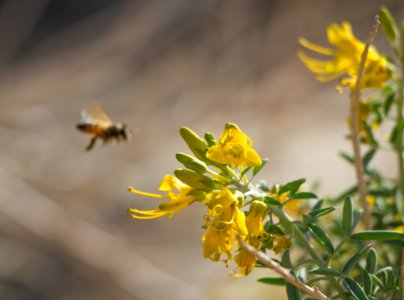 Bladderpod (Peritoma arborea) with honeybee at Rattlesnake Canyon; February, 2015 photo