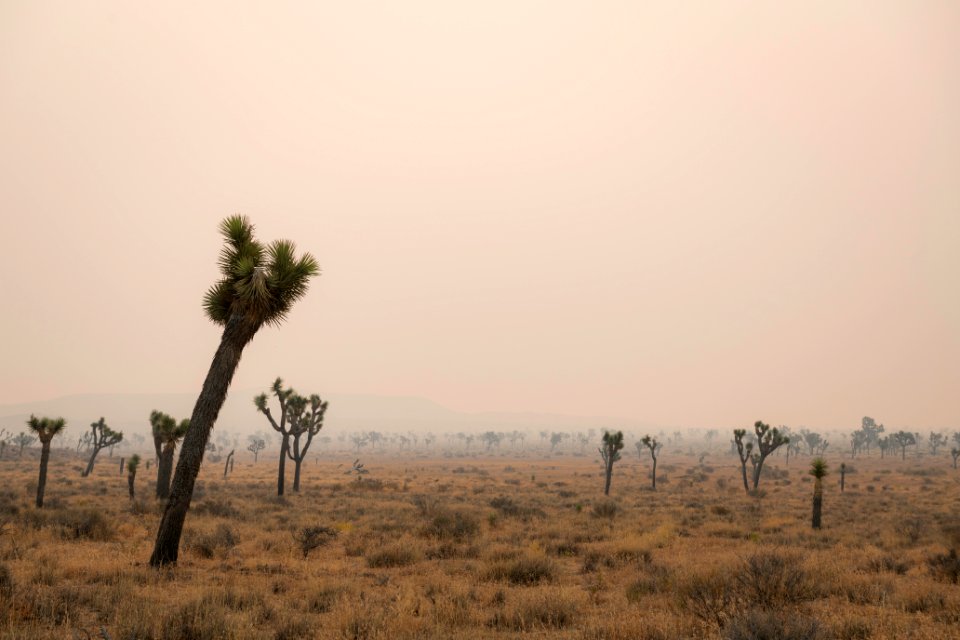 Joshua trees in Queen Valley shrouded in wildfire smoke