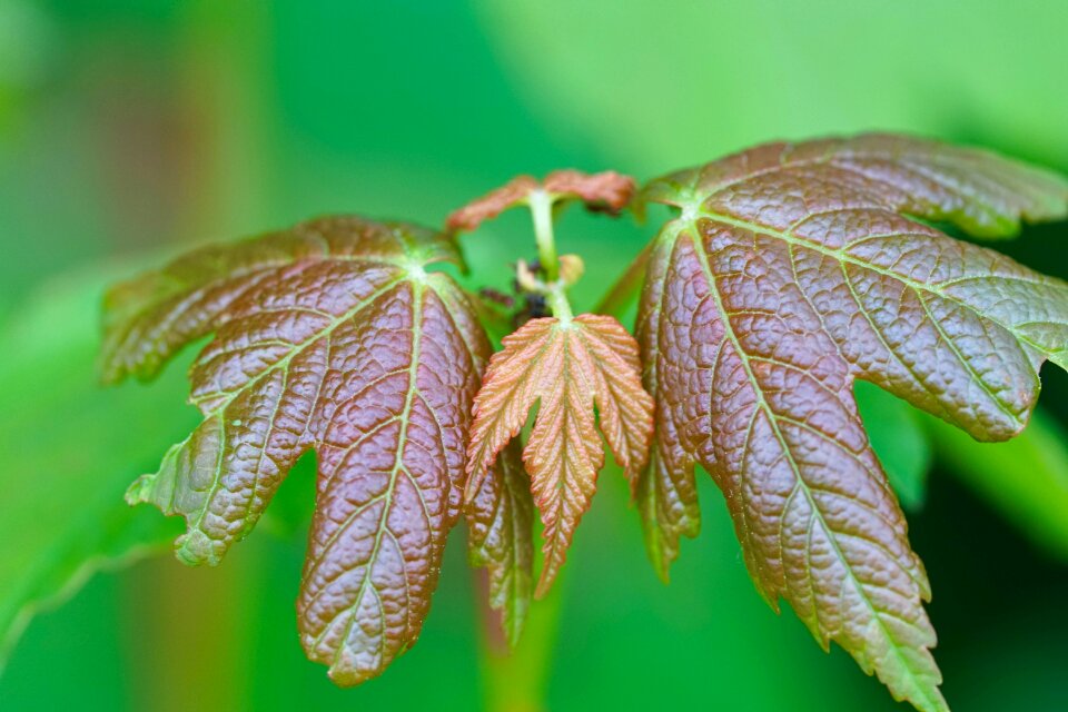 Tree leaf maple symmetry