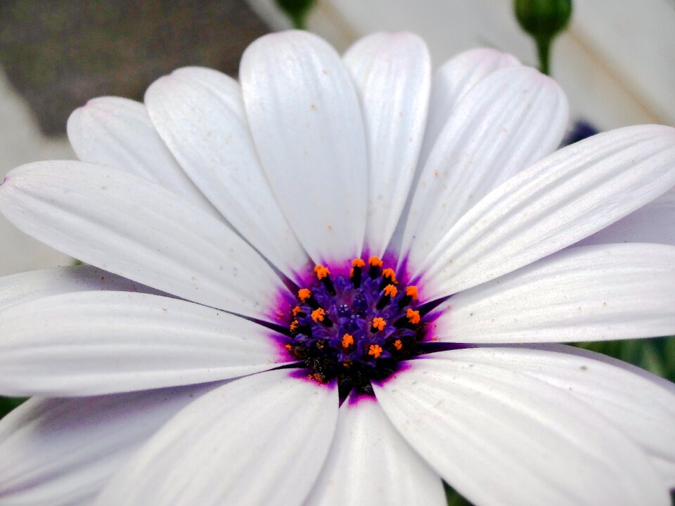 Plant garden botany