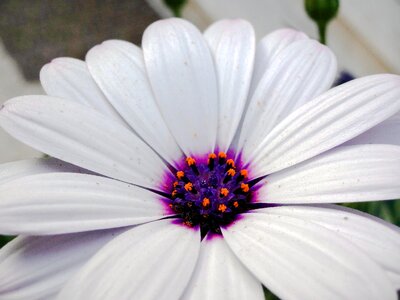 Plant garden botany