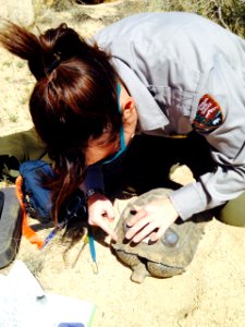 Retransmittering desert tortoises