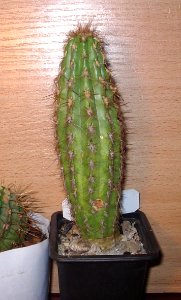 Oreocereus leucotrichus 'flavus' [Author PTKS Public Domain]