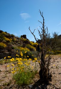 Poppies