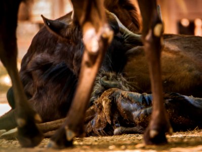 Parto en el zoo de Córdoba