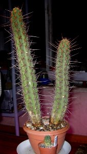 Leucostele (Trichocereus) deserticola [Author PTKS Public Domain]