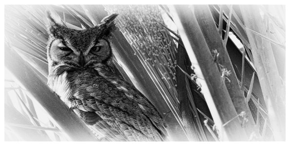 Great Horned Owl