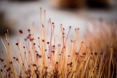 California buckwheat (Eriogonum fasciculatum) at Barker Dam photo