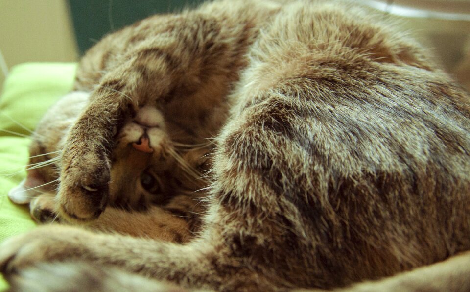 Sleep brown sleep brown sleeping