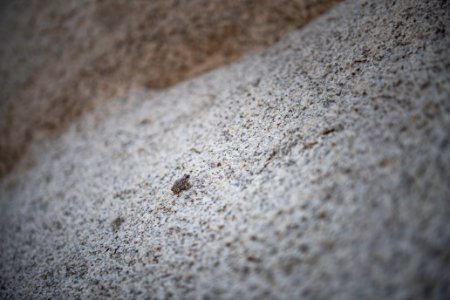 Red spotted toad (anaxyrus punctatus)