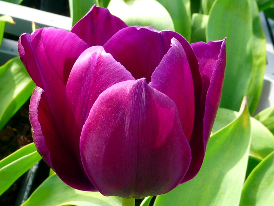 Tulip violet dillenburg