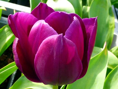 Tulip violet dillenburg photo