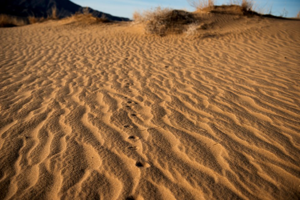Mojave Preserve Kelso Dunes