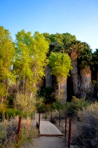 California fan palms (Washingtonia filifera) and Frémont's cottonwoods (Populus fremontii) at Cottonwood Springs photo