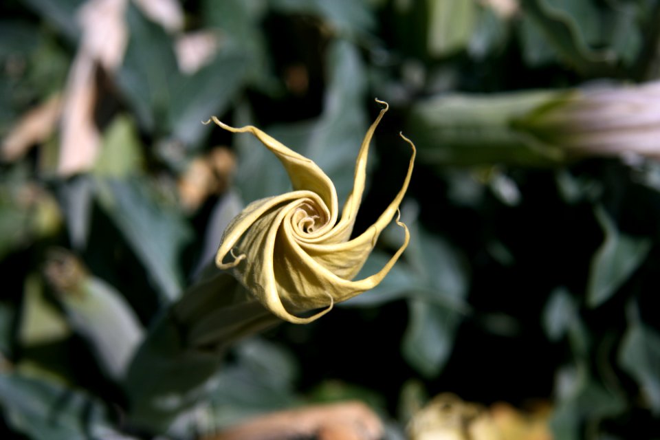 Sacred datura (Datura wrightii)