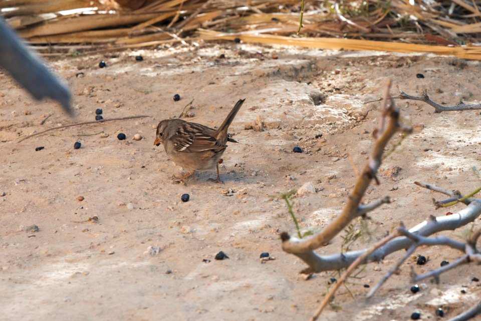 Many animals eat the fruit of the desert palm tree including this white crowned sparrow