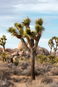 Joshua tree (Yucca brevifolia) growing in Lost Horse Valley photo