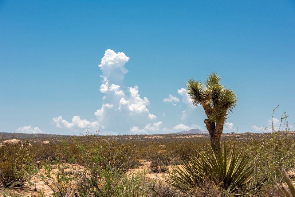 Summer monsoon storms developing on the horizon