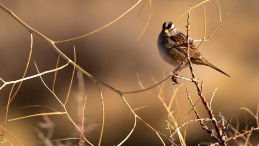 White-crowned Sparrow