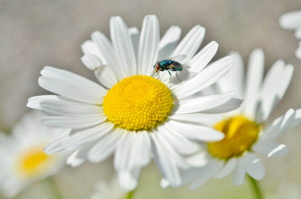 Nature plant animal