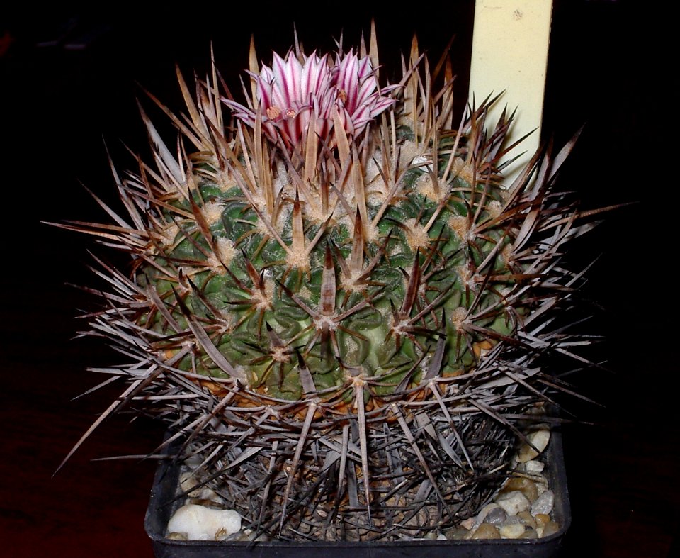Stenocactus multicostatus [Author PTKS Public Domain]