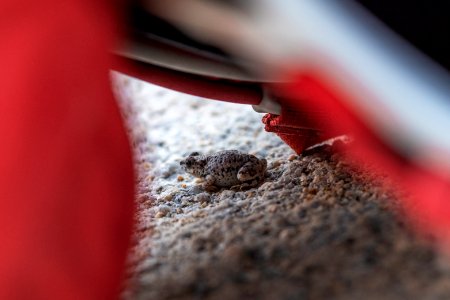 Red spotted toad (anaxyrus punctatus) near a backpack
