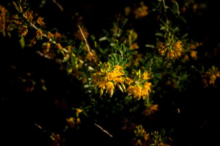 Bladderpod (Peritoma arborea) at Oasis Visitor Center photo