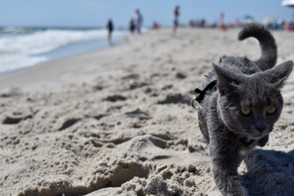 Ocean cute animal