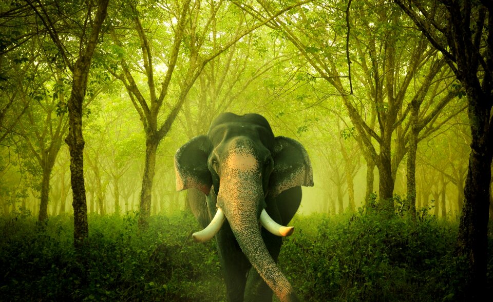 Elephant indian asia