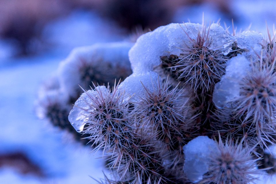 Snow covered cactus