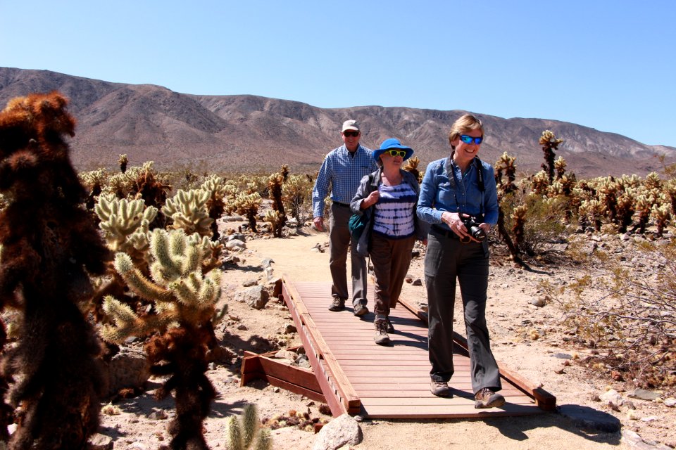 Hiking the Cholla Cactus Garden Loop