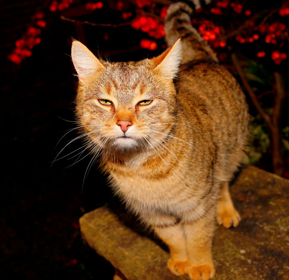 Cat face sweet domestic cat