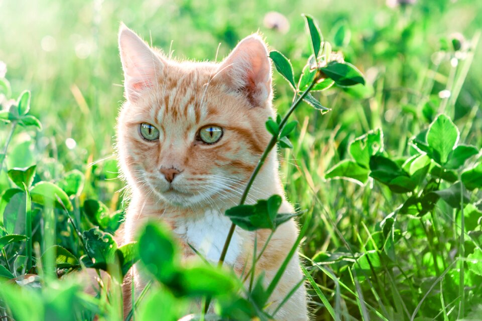 Meadow grass animal photo