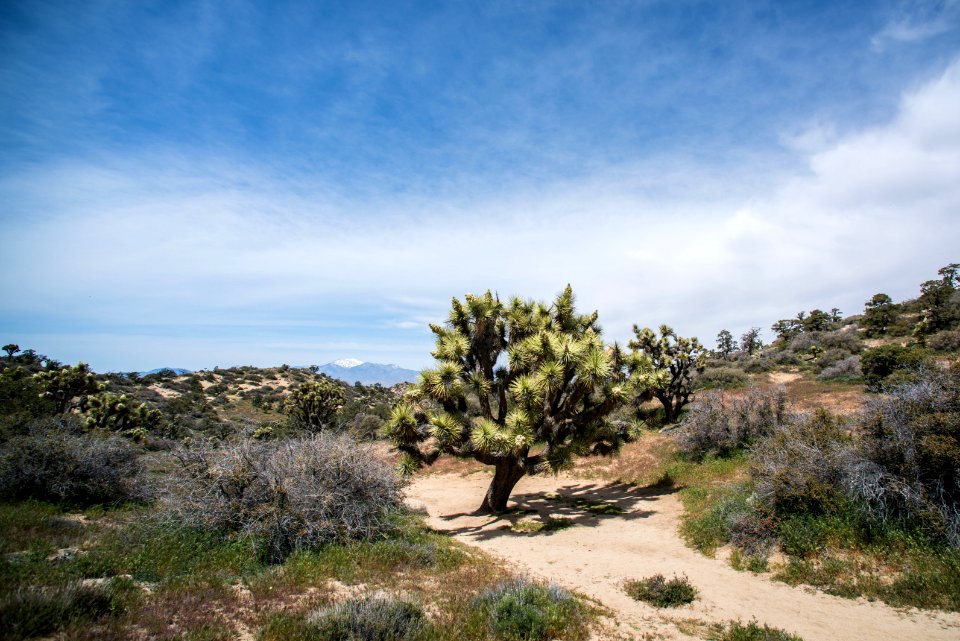 Large Joshua tree on Panorama Loop
