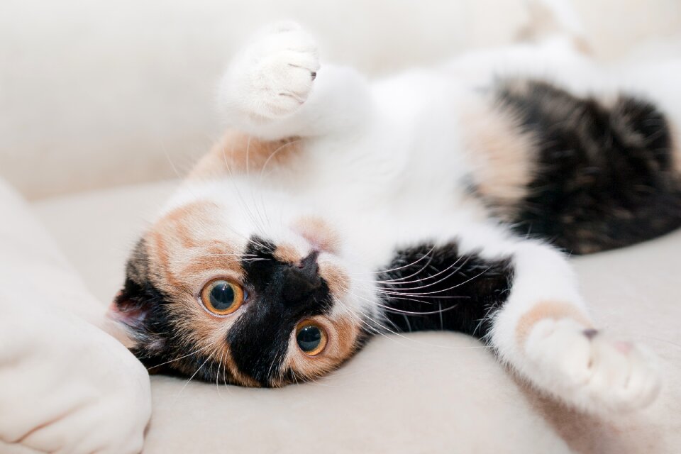 Feline animal pet