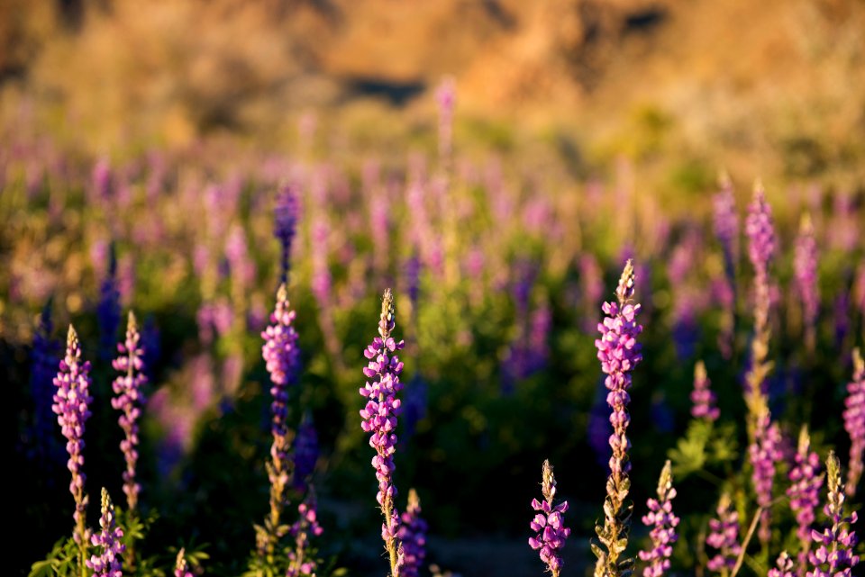 Arizona Lupine near Cottonwood
