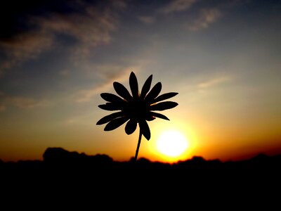 Flower sun sky photo
