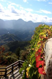 Native plantstake plant mountain