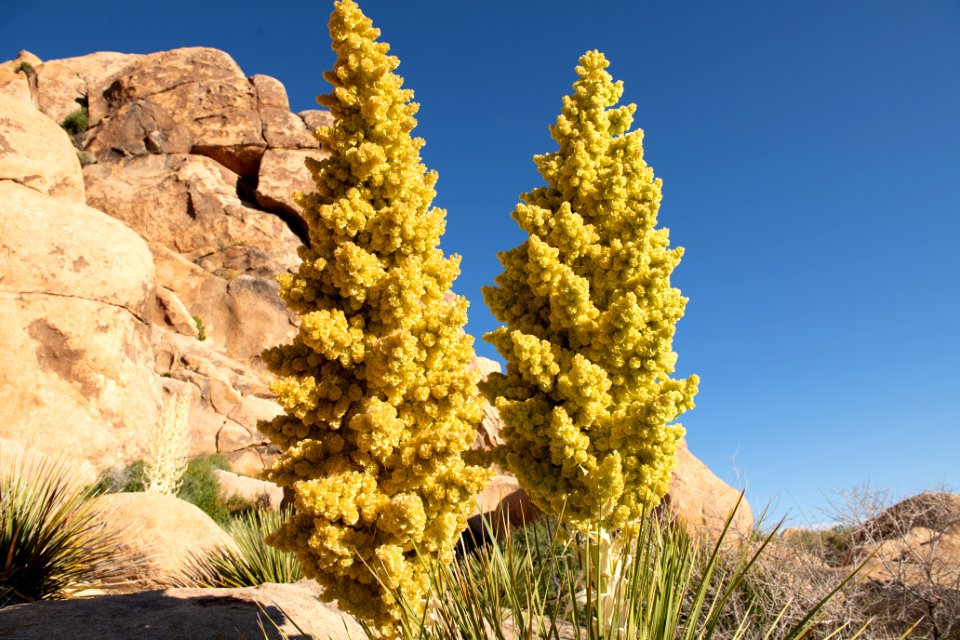 Flowering Parry's Nolina (Nolina parryi)