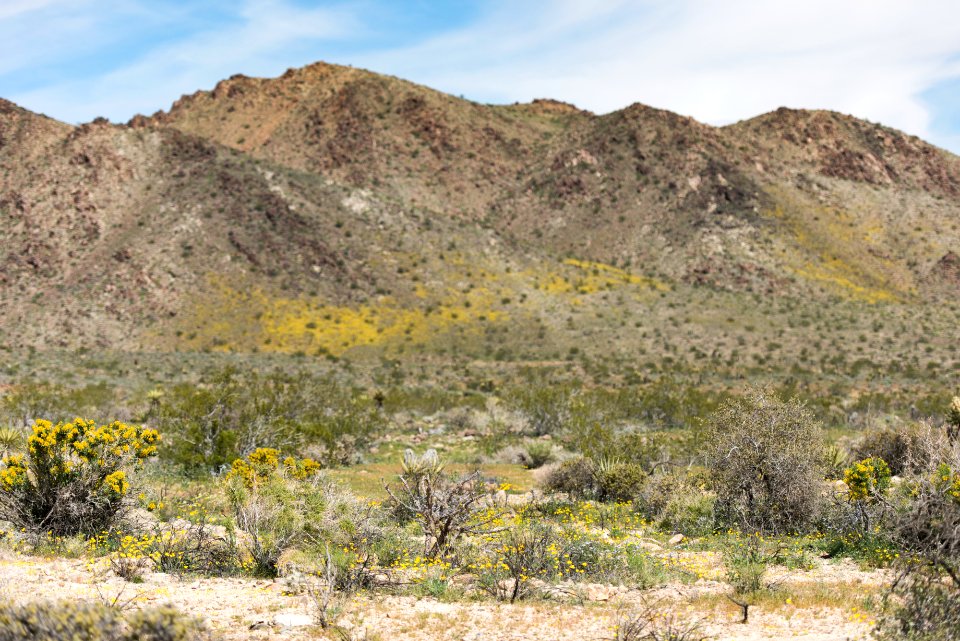 Wildflowers blooming north of Wilson Canyon; 3/15/2017 photo