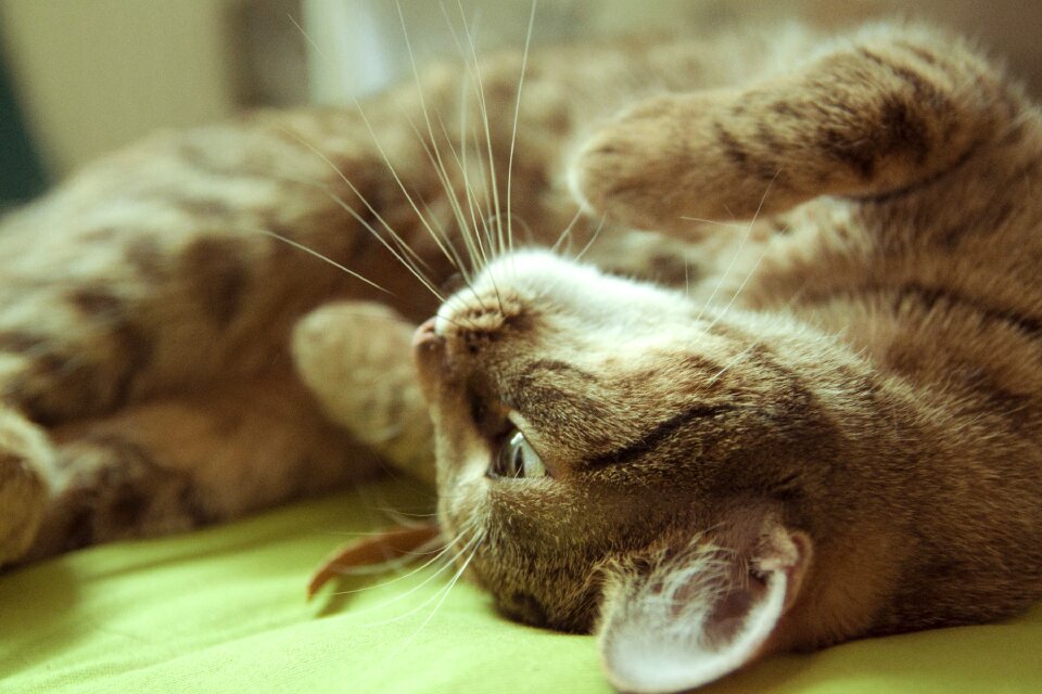 Back kitty brown bed
