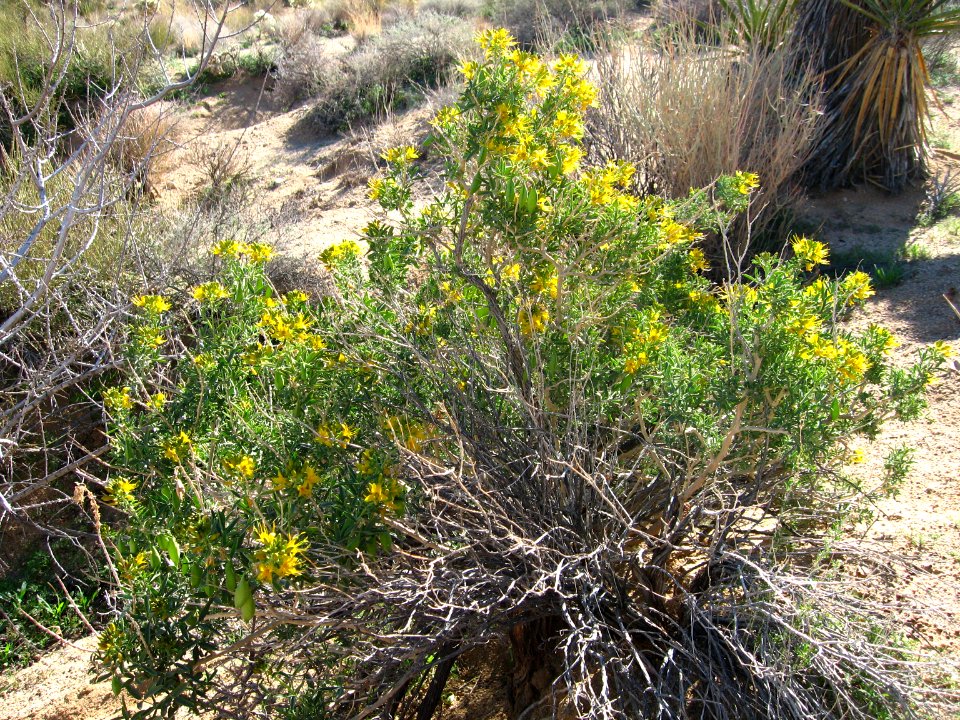 Bladderpod (Peritoma arborea); Indian Cove Nature Trail