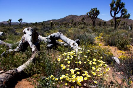 Flowers and Joshua trees near Keys View