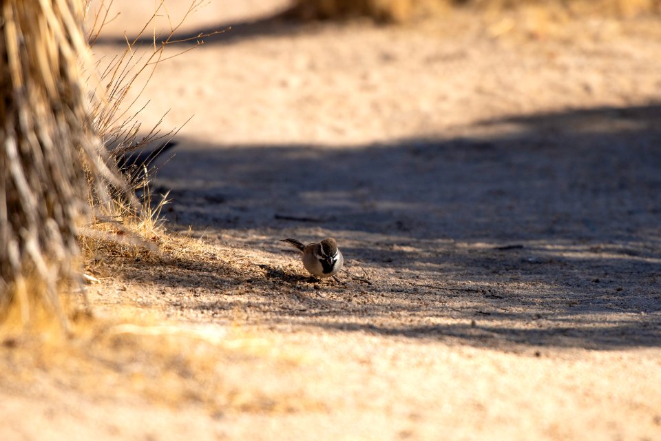 Black-throated sparrow (Amphispiza bilineata)