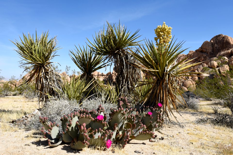 Prickly Pear