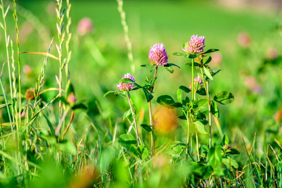 Meadow klee luck photo