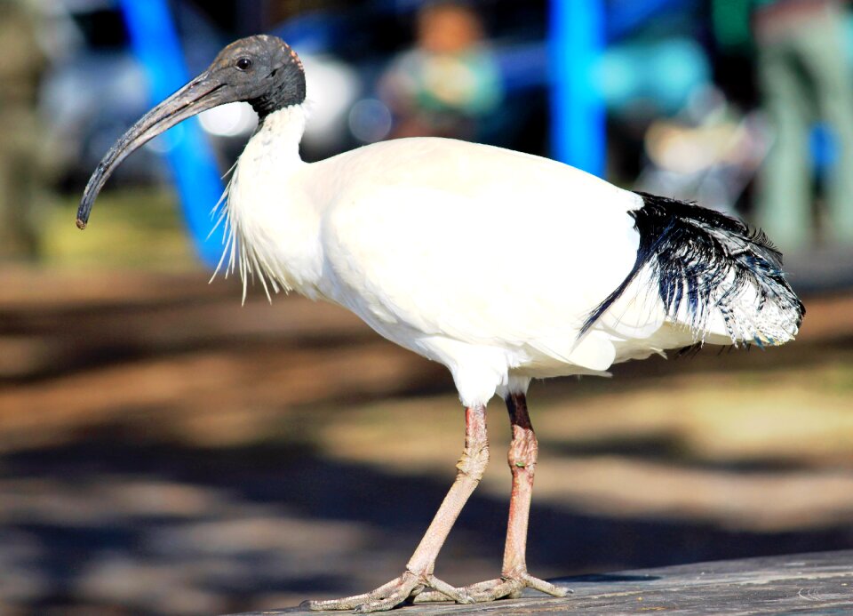 Eastern plumage bill